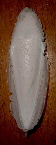 Conchiglia di Sepia da identificare